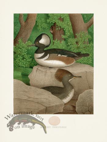 Thomas Gentry Bird 04